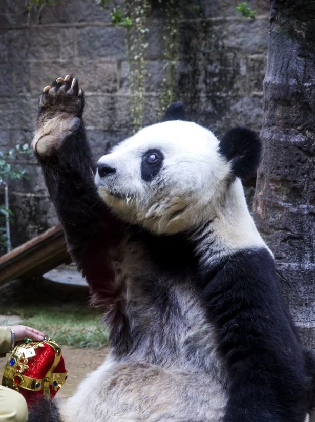 Dünyanın En Yaşlı Pandası Basi, 37 Yaşında Hayata Gözlerini Yumdu