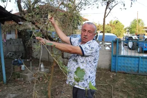 Amerikan Kelebeği, Vatandaşı Bezdirdi: Yeşil Düzce, Kurtlu Düzce Oldu