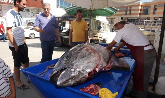 Saros Körfezi'nde Yakalanan Dev Granyöz Balığına Vatandaşlardan Büyük İlgi