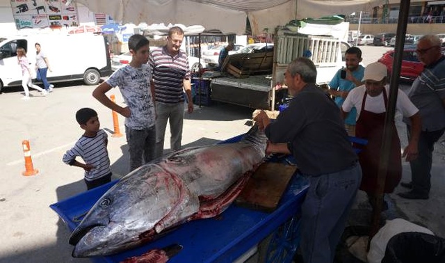Saros Körfezi'nde Yakalanan Dev Granyöz Balığına Vatandaşlardan Büyük İlgi