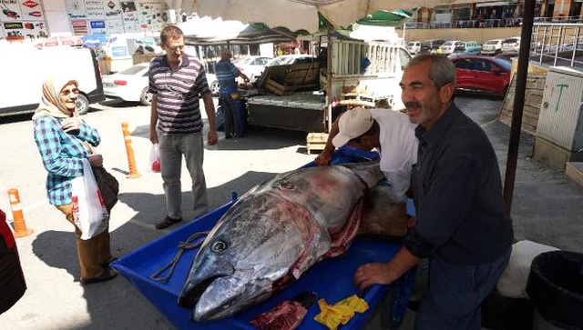 Saros Körfezi'nde Yakalanan Dev Granyöz Balığına Vatandaşlardan Büyük İlgi