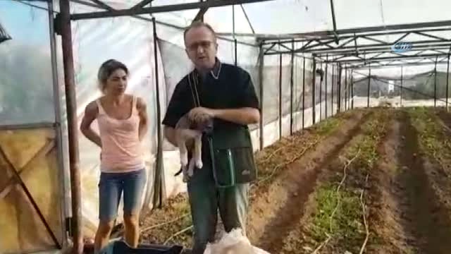 Yavru Köpeği Çuvala Koyup Üzerini Meyve Kasasıyla Kapattılar