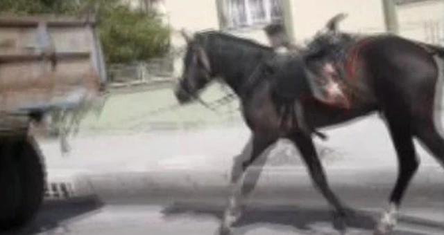 Vicdansız Sürücü, Traktör Römorkunun Arkasına Bağladığı Atı Kilometrelerce Koşturdu
