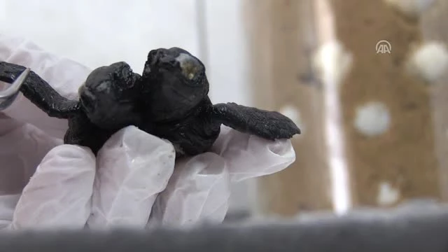 Nadir Görülen Çift Başlı Kaplumbağaların, Ölüsü Bulundu