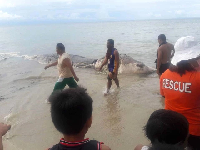 Filipinler'de Kıyaya Vuran Deniz Canavarını Gömemeyince Tekrar Denize Bıraktılar