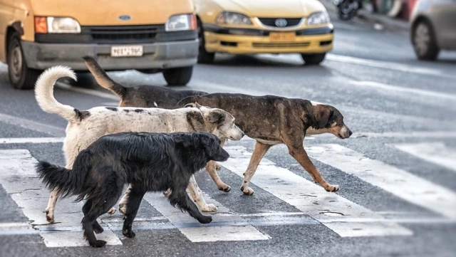 Sokak Köpekleri, Oxford Profesörü Kadını Yedi