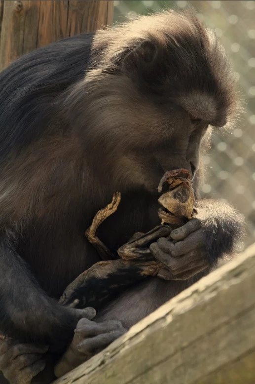 Anne Maymun Yavrusunun Öldüğünü Kabullenemedi, 4 Hafta Boyunca Besledi