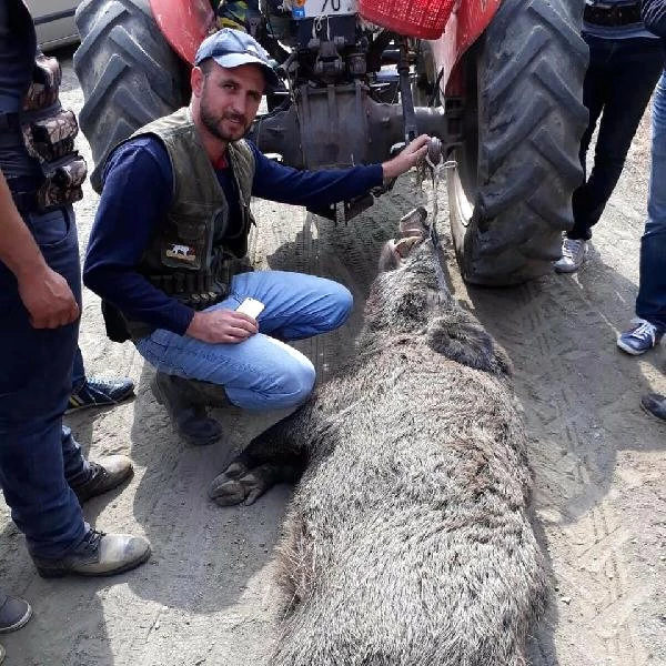 İzmir'de Çiftçinin Kabusu Olan Domuz Öldürüldü