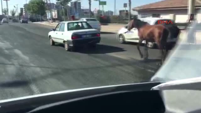 Resmen İşkence! Atı Arabasının Arkasına Bağlayıp Trafiğe Çıktı