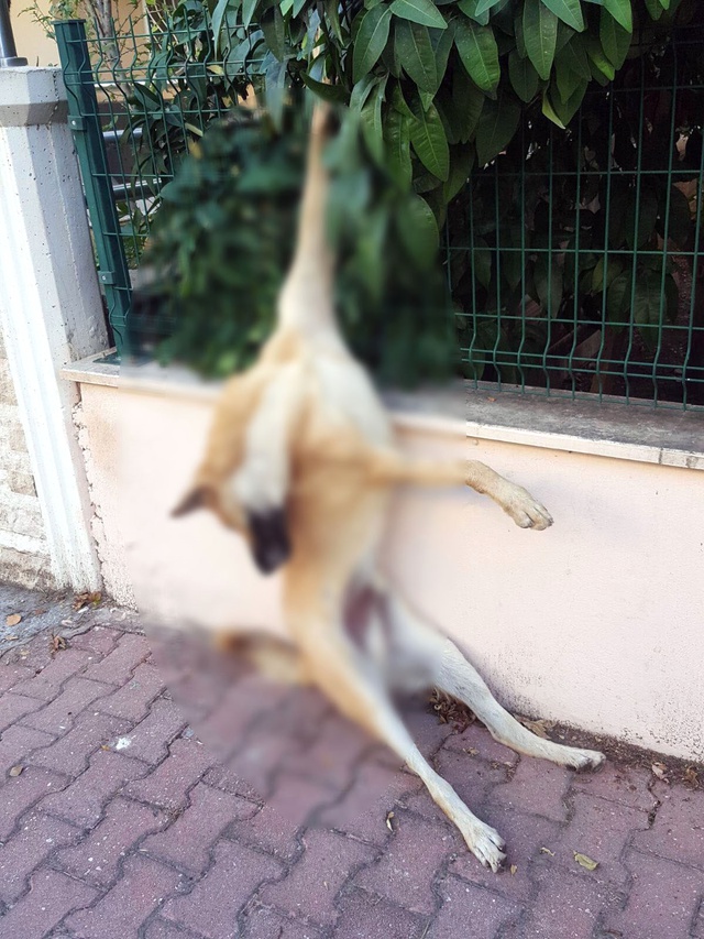 Hayvanları Koruma Günü'nde Zehirledikleri Köpekleri Tel Örgülere Astılar