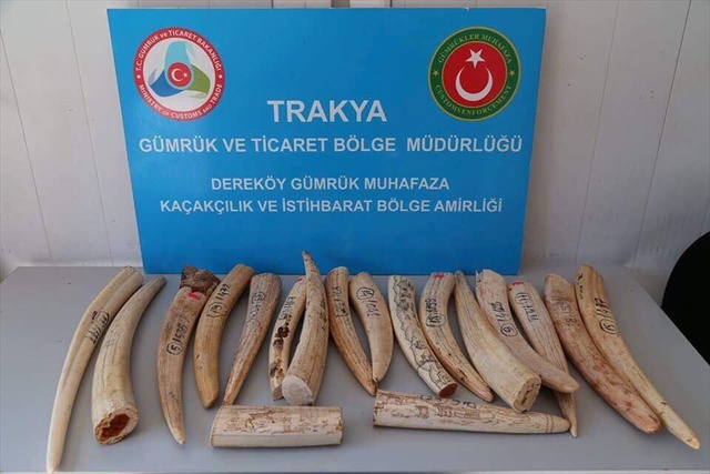 Sınır Kapısında Memurların Şüphelenip Arama Yaptığı Araçtan 18 Fildişi Çıktı