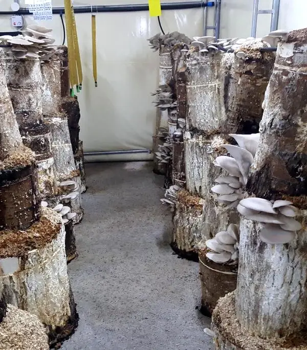 Kütükte Yetiştirdiği Mantarları, Kilosu 20 TL'ye Satıyor