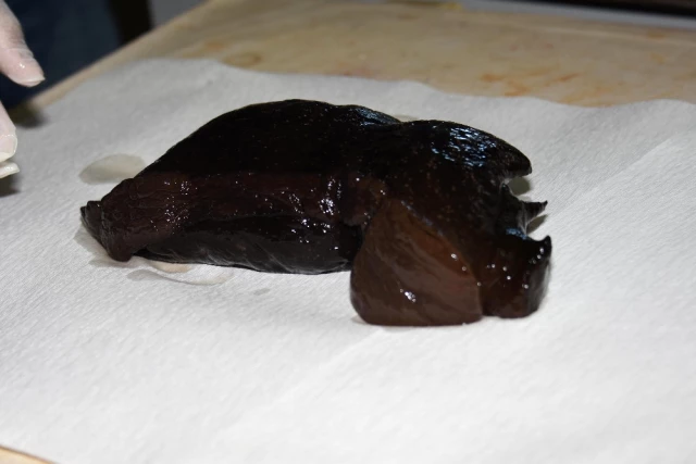 Çanakkale Boğazı'nda İlk Kez Opistobranchia Türü Deniz Tavşanı Görüldü