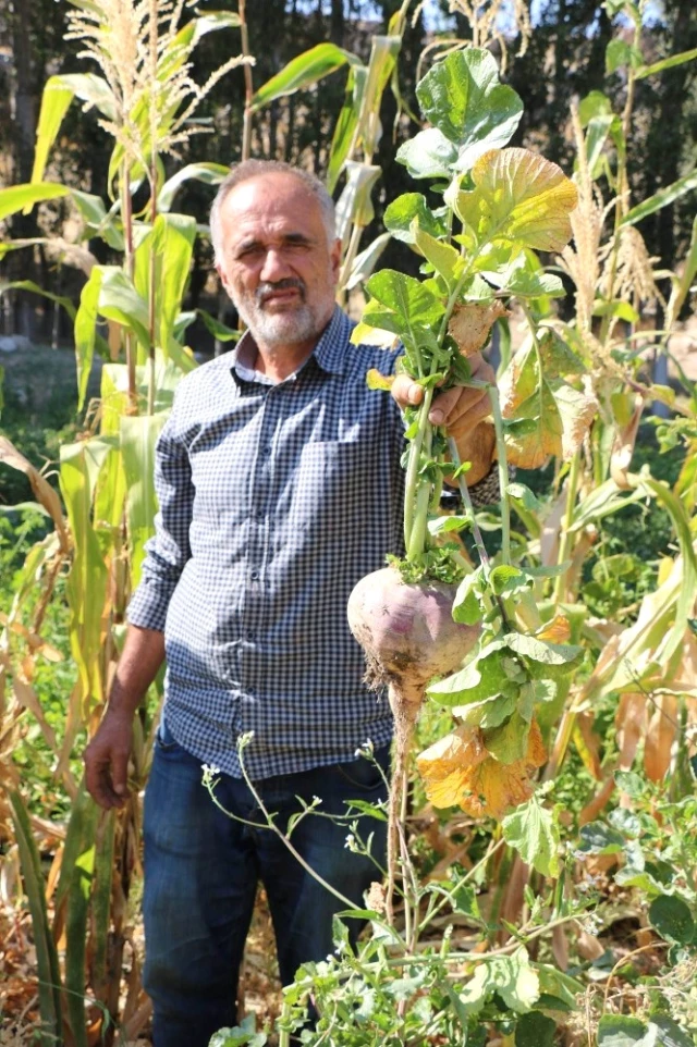 50 Yıllık Genetiği Bozulmamış Sebze Tohumlarından Ürün Elde Edildi