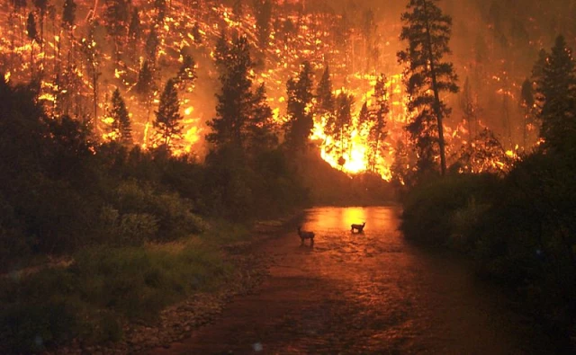 Kaliforniya'daki Orman Yangınında Ölü Sayısı 10'a Yükseldi