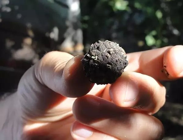 Bakanlık Devreye Girdi! Kara Elmas Trüf Mantarı, Türkiye Ekonomisine Kazandırılacak
