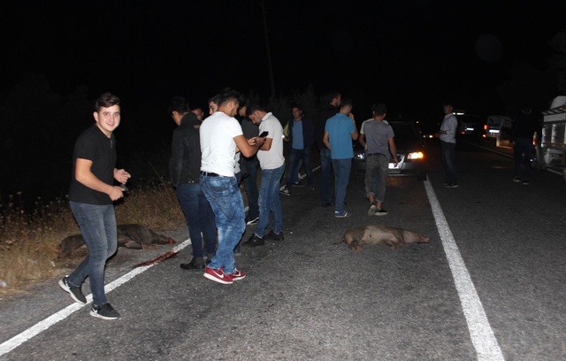 Kazaya Neden Olan Domuzlar, Köylüleri İsyan Ettirdi: Vurana Ödül Verilsin