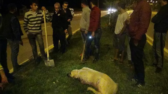 Hamile Köpeği Sokak Ortasında Acımadan Vurdular