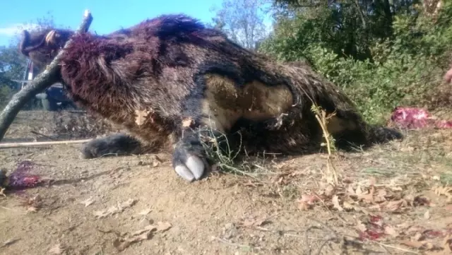 Bilecik'te 300 Kilo Ağırlığında Domuzu Vuran Avcılar Şaşkına Döndü