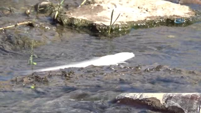 Suların Çekildiği Dicle Nehri'nde Çok Sayıda Balık Telef Oldu!