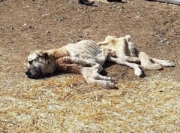 Açlıktan Ölmek Üzereyken Bulunan Köpek, Vatandaşlar Tarafından Kurtarıldı