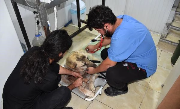 Açlıktan Ölmek Üzereyken Bulunan Köpek, Vatandaşlar Tarafından Kurtarıldı