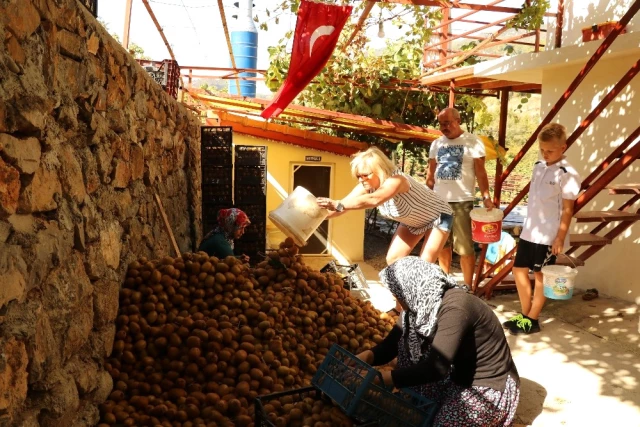 Turistler, Kivi Hasadına Katılmak İçin Antalya'ya Akın Ediyor
