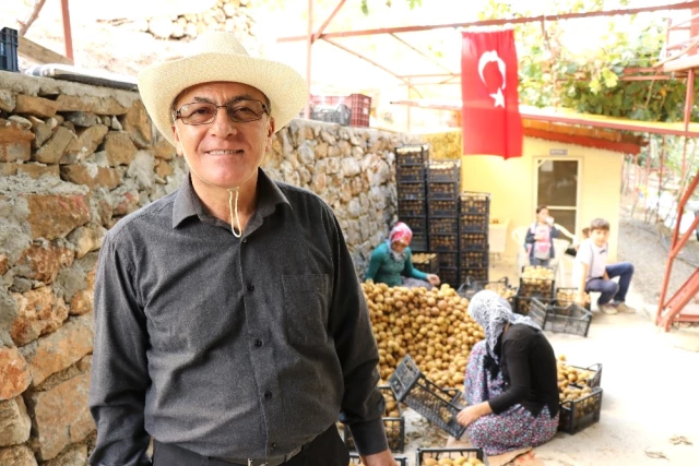 Turistler, <a class='keyword-sd' href='/kivi/' title='Kivi'>Kivi</a> Hasadına Katılmak İçin Antalya'ya Akın Ediyor