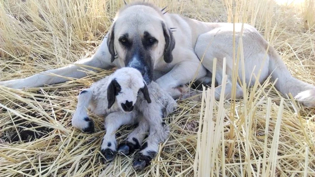Kangal Köpeği, Doğduğu Fark Edilmeyen Kuzunun Başında Sabaha Kadar Bekledi