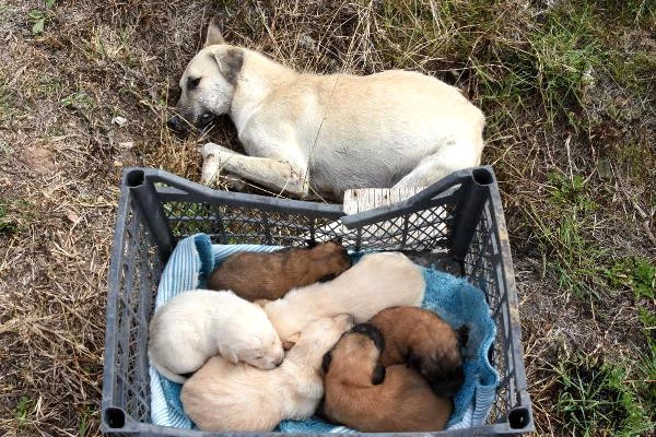 Çanakkale'de Tavuk Etine Zehir Karıştıran Caniler, 4 Sokak Köpeğini Katletti