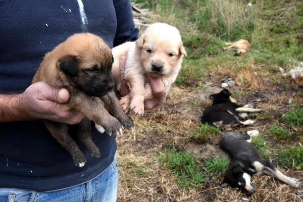 Çanakkale'de Tavuk Etine Zehir Karıştıran Caniler, 4 Sokak Köpeğini Katletti