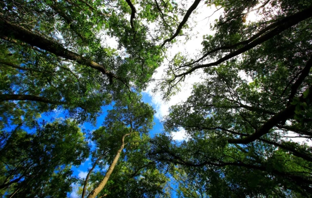 Samsun'da Sadece Bilim İnsanlarının Girebildiği Ormanda, 20 Özel Mantar Türü Yetişiyor