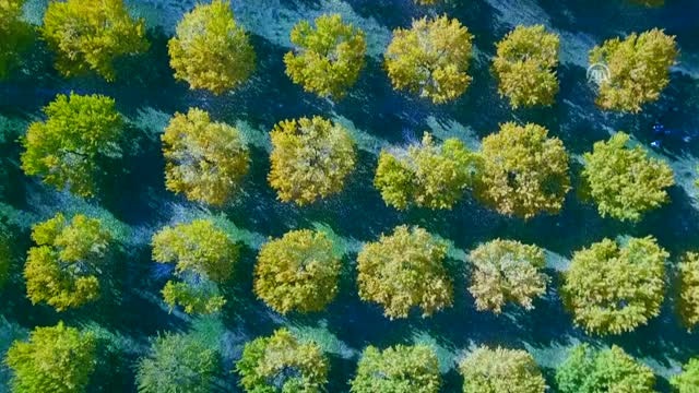 Iğdır'da Kayısı Bahçelerinin Manzarası Kartpostalları Aratmıyor