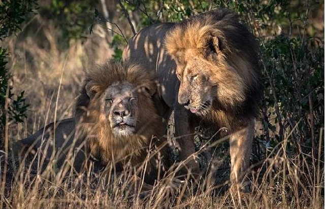 Kenya'da Eşcinsel Aslanlar Ülkeyi Karıştırdı, Yetkililer Eşcinsel Turistleri Suçladı
