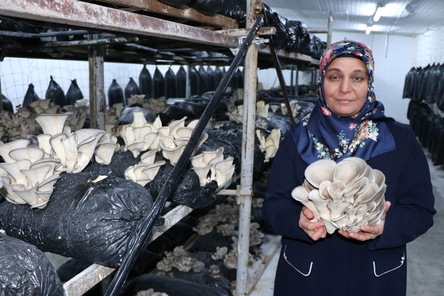 Hobi Olarak Başladığı <a class='keyword-sd' href='/istiridye-mantari/' title='İstiridye Mantarı'>İstiridye Mantarı</a> Yetiştirildiğinde, Siparişlere Yetişemiyor