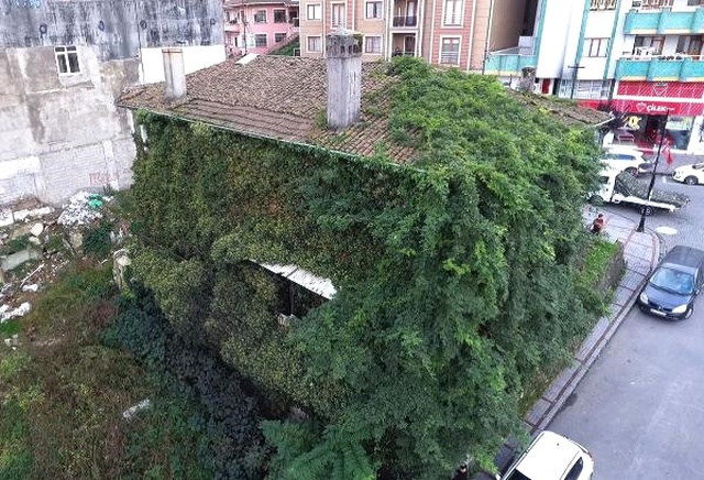 Rize'de Sarmaşıklarla Kaplanan Ev, Vatandaşların İlgi Odağı Oldu