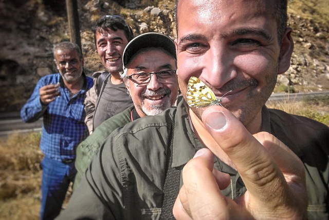 Bu Kelebek Türüne Türkiye'de İlk Defa Rastlandı: Siirt Beneklimeleği