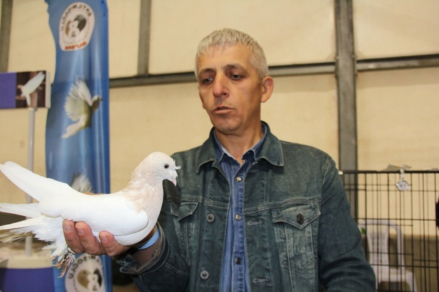 8 Irkın Birleşmesiyle Üretilen Güvercinler 100 Bin Liradan Satılıyor