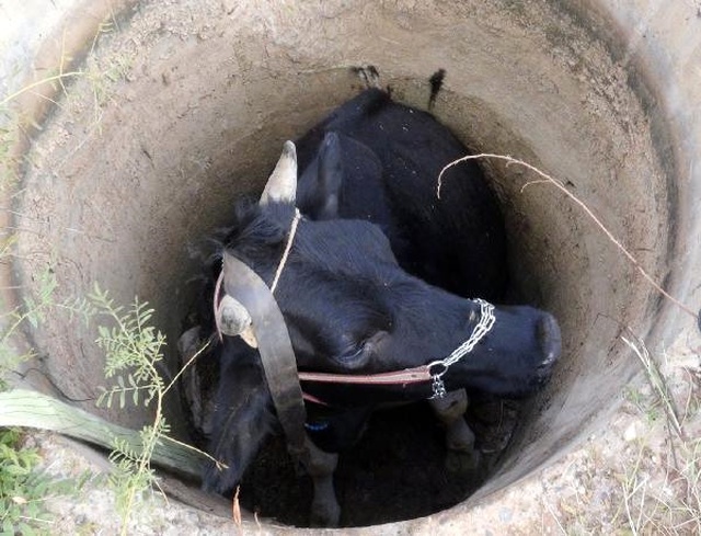 Kuyudan Kurtarılan İneğini Öpen Vatandaş, İlginç Görüntüler Oluşturuldu