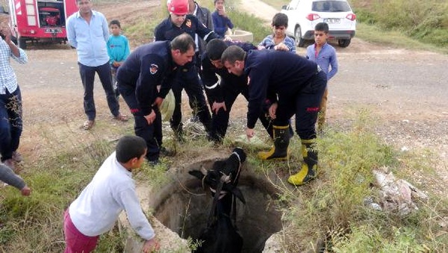 Kuyudan Kurtarılan İneğini Öpen Vatandaş, İlginç Görüntüler Oluşturuldu