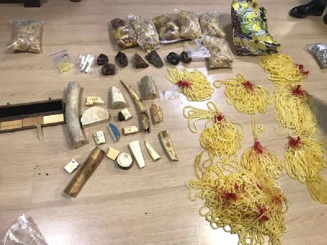 Fatih'te Otel Odasına Yapılan Baskında 8 Kilo Mors Dişi Ele Geçirildi