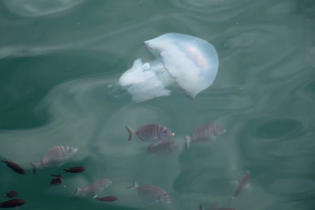 Nesli Tükenen Balıklar Rize Limanı'nda Denizanalarına Saldırdı