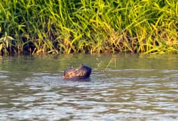 Timsah Zannetmişlerdi! Dicle Nehri'nde Yüzen Su Samurları Kameralara Yakalandı