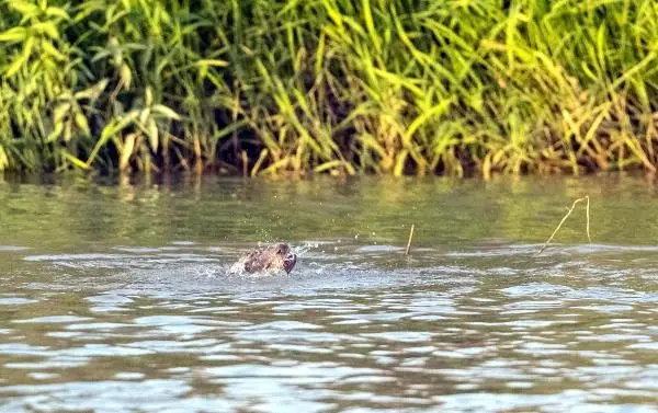 Timsah Zannetmişlerdi! Dicle Nehri'nde Yüzen Su Samurları Kameralara Yakalandı