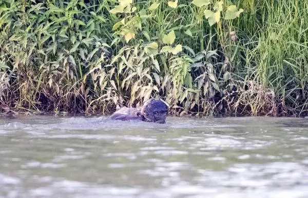 Timsah Zannetmişlerdi! Dicle Nehri'nde Yüzen Su Samurları Kameralara Yakalandı