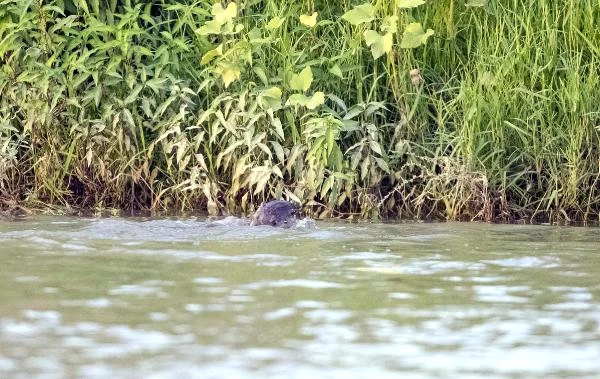 Timsah Zannetmişlerdi! Dicle Nehri'nde Yüzen Su Samurları Kameralara Yakalandı