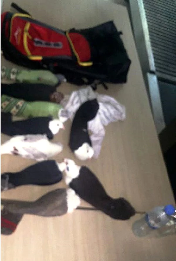 Havalimanında Yolcunun Çantasındaki Çoraplardan 11 Güvercin Çıktı