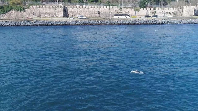 Yunusların İstanbul Boğazı'nda Av Mücadelesi! Turistler Fotoğraf Çekme Yarışına Girdi