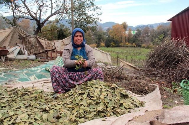 Hatay'ın Gözdesi Defne Yaprağı, Dünyaya İhraç Ediliyor