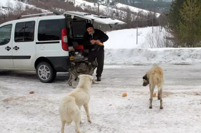 Sokak Köpeklerini Beslemek İçin 30 Kilometre Yol Gidiyor